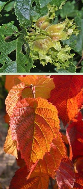American Hazelnut (Corylus americana), photo 4 of 4