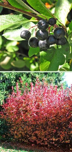 Aronia Bush - Bare Root | Aronia melanocarpa