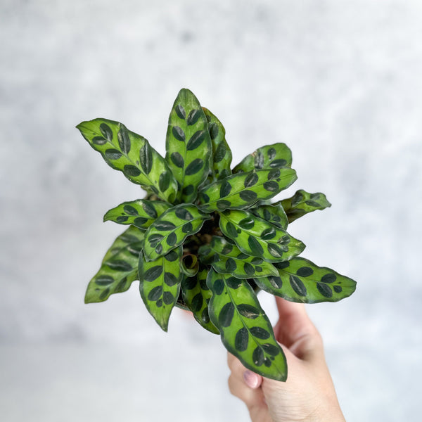 Calathea Lancifolia 'Rattlesnake' - 4 Inch