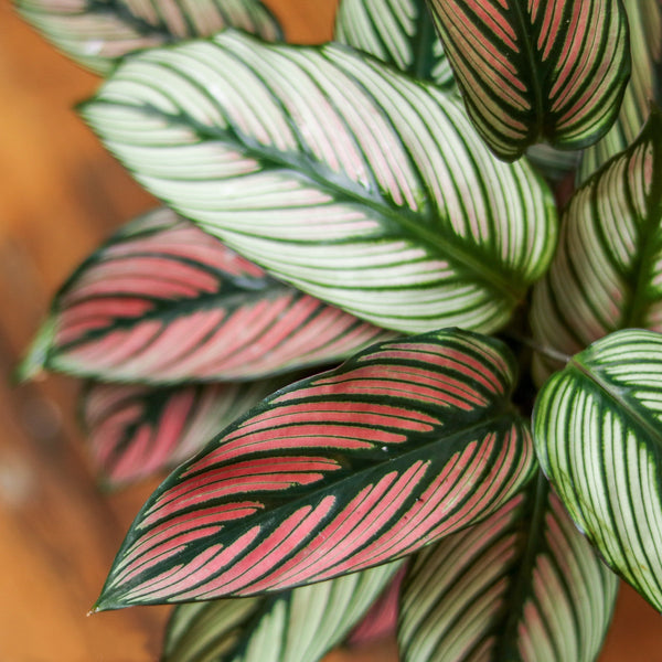 Calathea Majestica 'White Star'