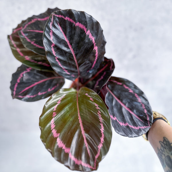 Calathea Roseopicta 'Dottie' Drama Queen