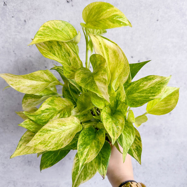 Epipremnum Aureum 'Neon Queen' Pothos - Various Sizes