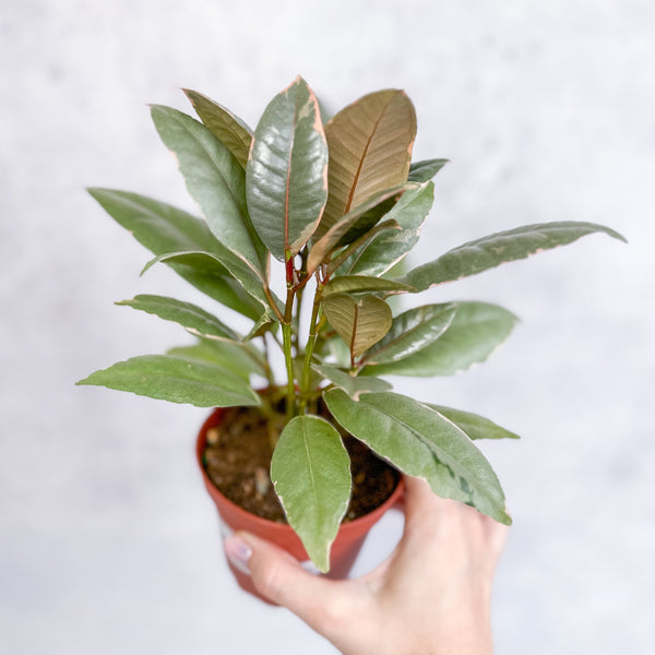 Ficus elastica 'Ruby' - Ruby Ficus - Various Sizes