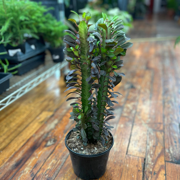 Euphorbia trigonia - African Milk Tree - Various Sizes