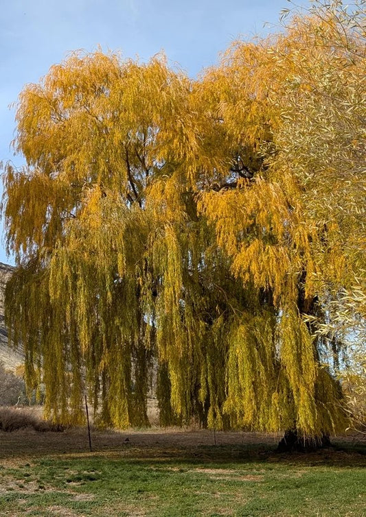 Golden Yellow Weeping Willow - 2-3 ft | Salix alba 'Pendula'