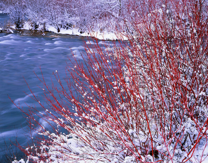 Red Osier Dogwood Shrub - 18-24 in | Cornus sericea