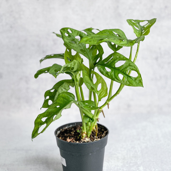 monstera adansonii narrow form vs wide form Monstera Adansonii 'Wide Form' 4.5 Inch – Northern Ridge Nursery