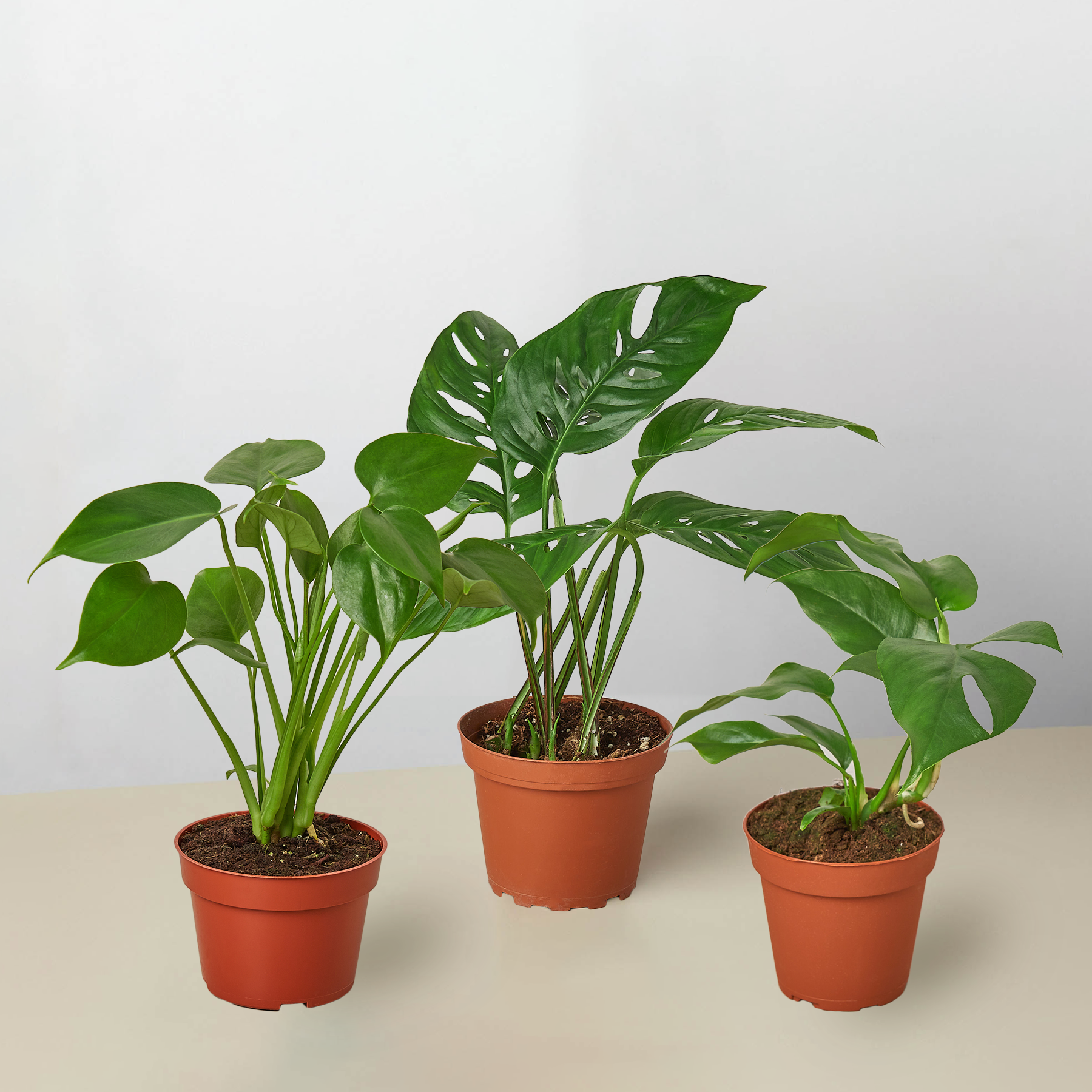 Monstera Bundle – Northern Ridge Nursery