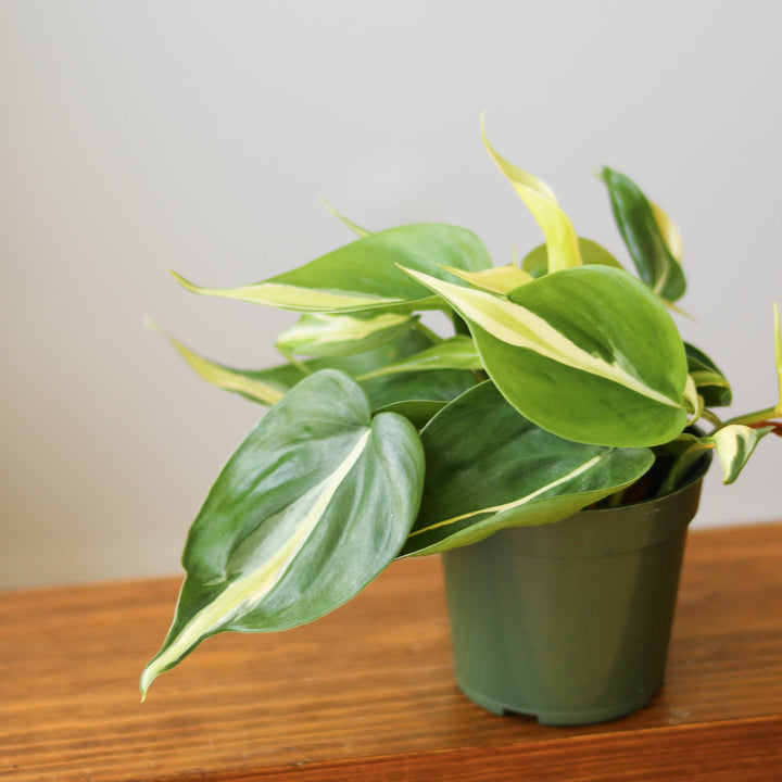 philodendron hederaceum hoffmannii Philodendron hederaceum 'Silver Stripe' – Northern Ridge Nursery
