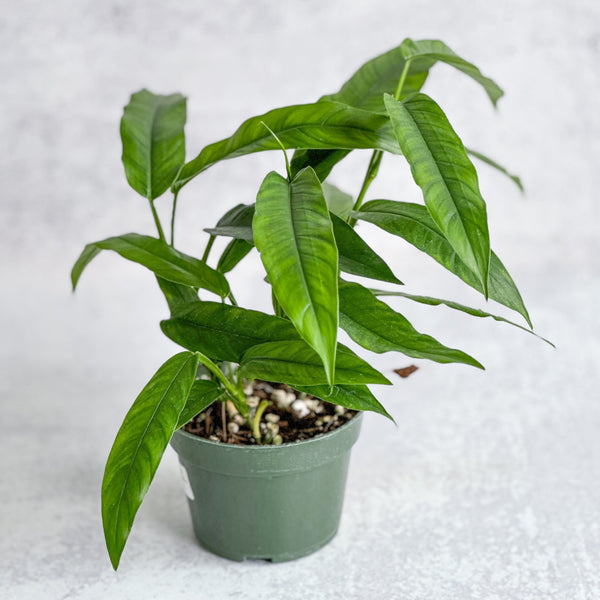 Costa Rica Fernleaf Philodendron - 4.5 Inch