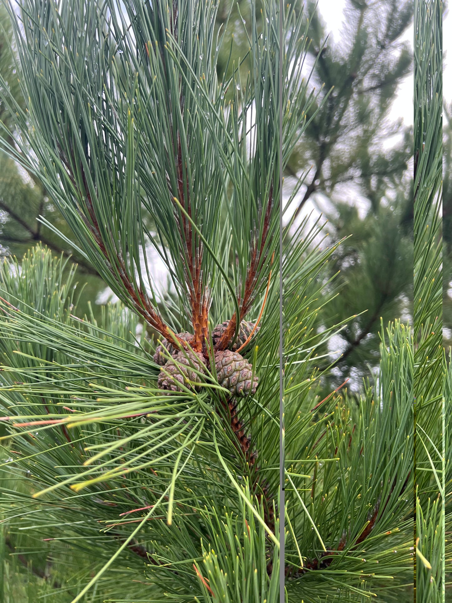 Norway Pine Tree (Red Pine) (5 Pack) - Bare Root, 1-2 ft | Pinus resinosa (Copy)