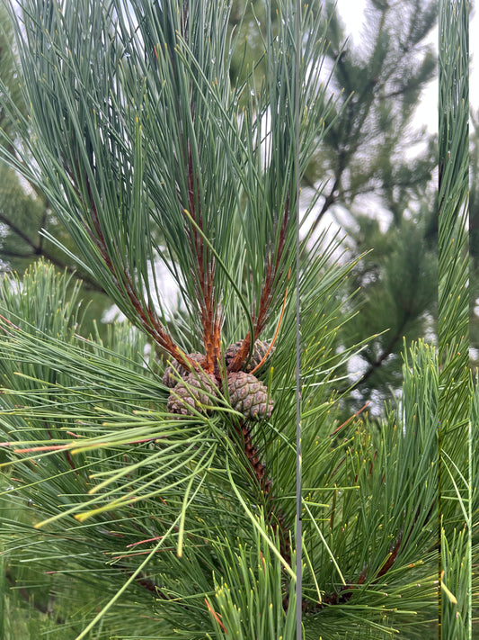 Norway Pine Tree (Red Pine) (5 Pack) - Bare Root, 1-2 ft | Pinus resinosa (Copy)