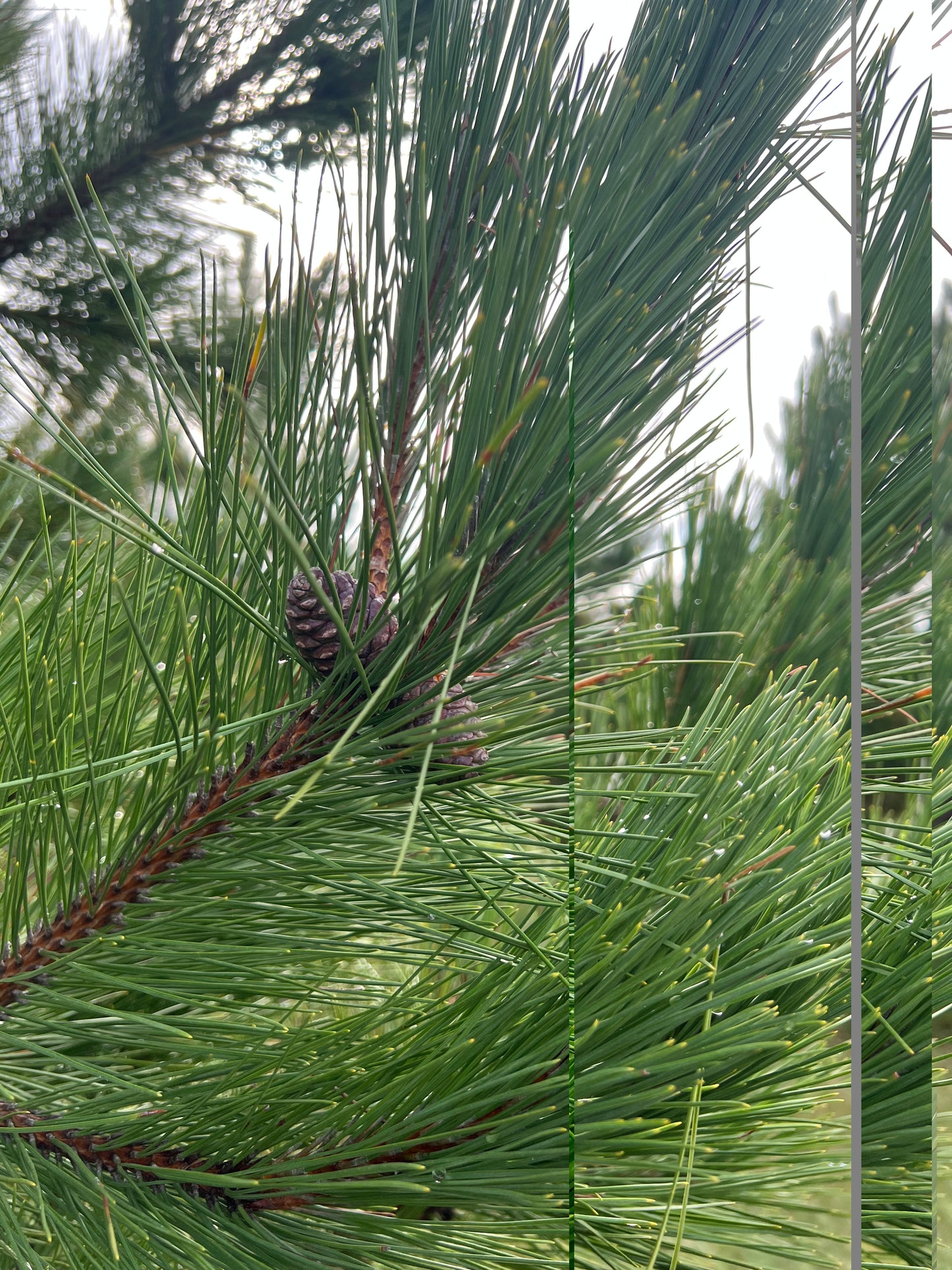 Norway Pine Tree (Red Pine) (5 Pack) - Bare Root, 1-2 ft | Pinus resinosa (Copy)
