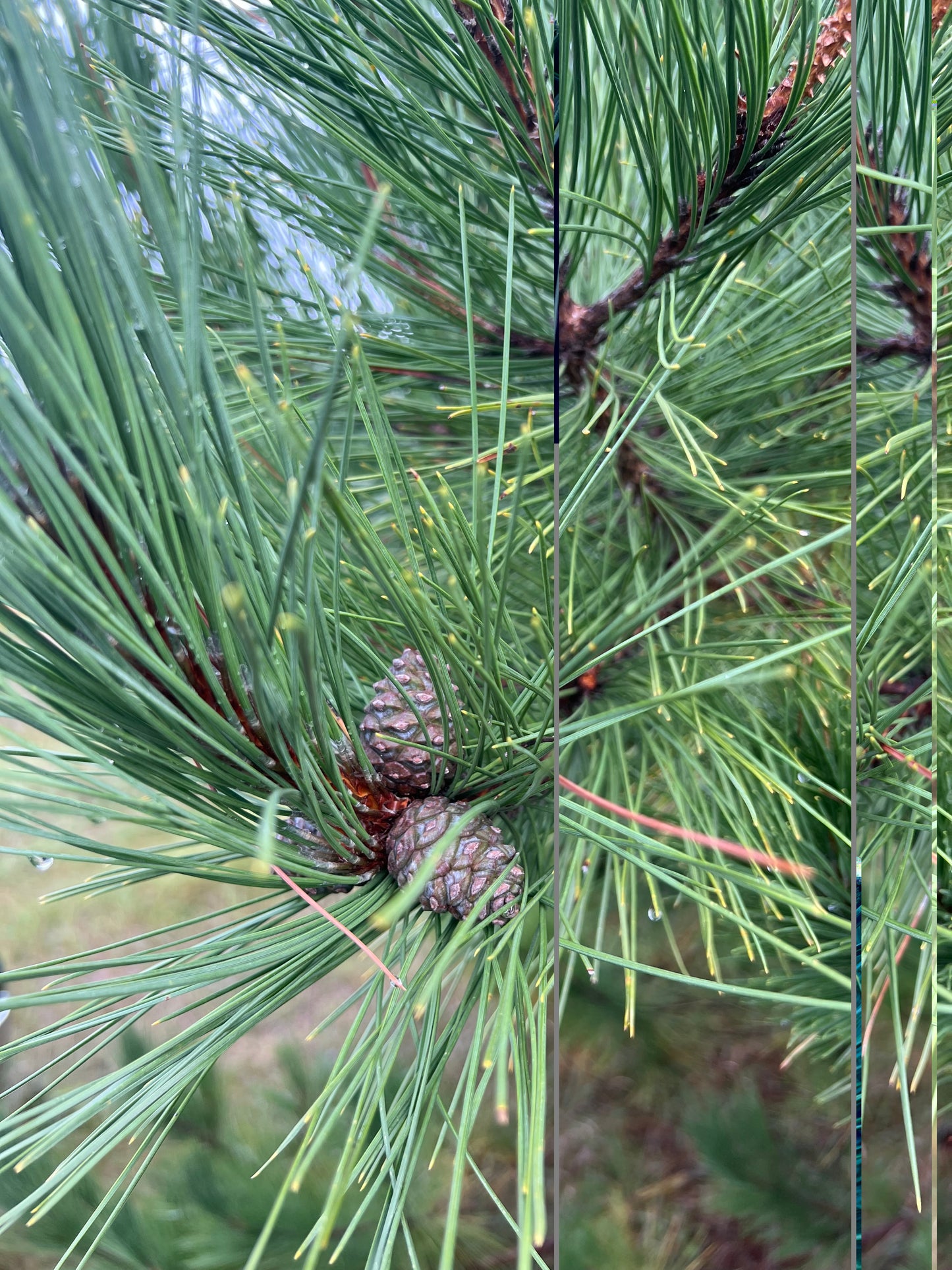 Norway Pine Tree (Red Pine) (5 Pack) - Bare Root, 1-2 ft | Pinus resinosa (Copy)