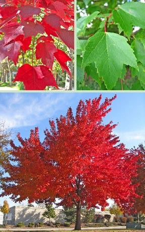 Red Maple (Acer rubrum), photo 3 of 3