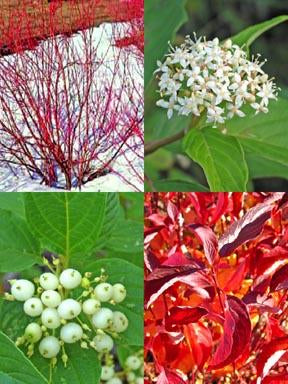 Red Osier Dogwood Shrub - 18-24 in | Cornus sericea