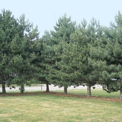 Norway Pine (Red Pine) (Pinus resinosa), photo 6 of 6
