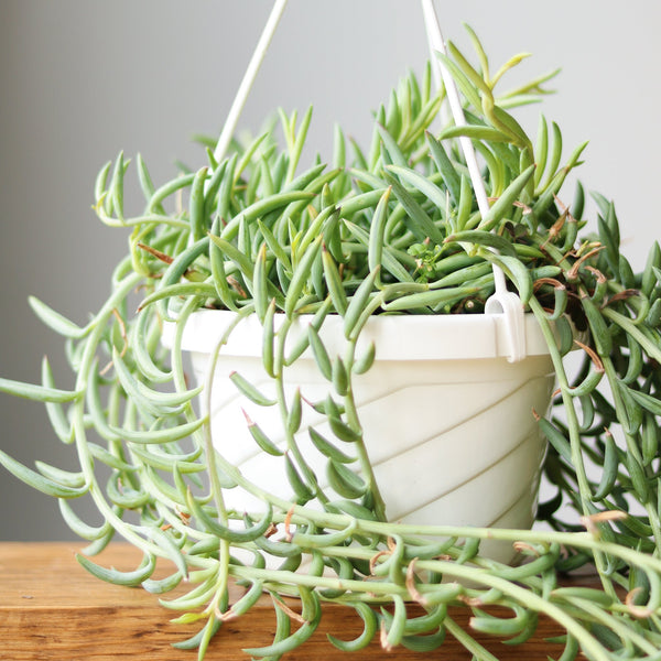 Senecio Radicans Glauca 'String of Fish Hooks' Hanging Basket