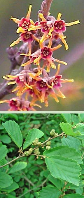 Witch Hazel Shrub - Bare Root, 1-2 ft | Hamamelis virginiana