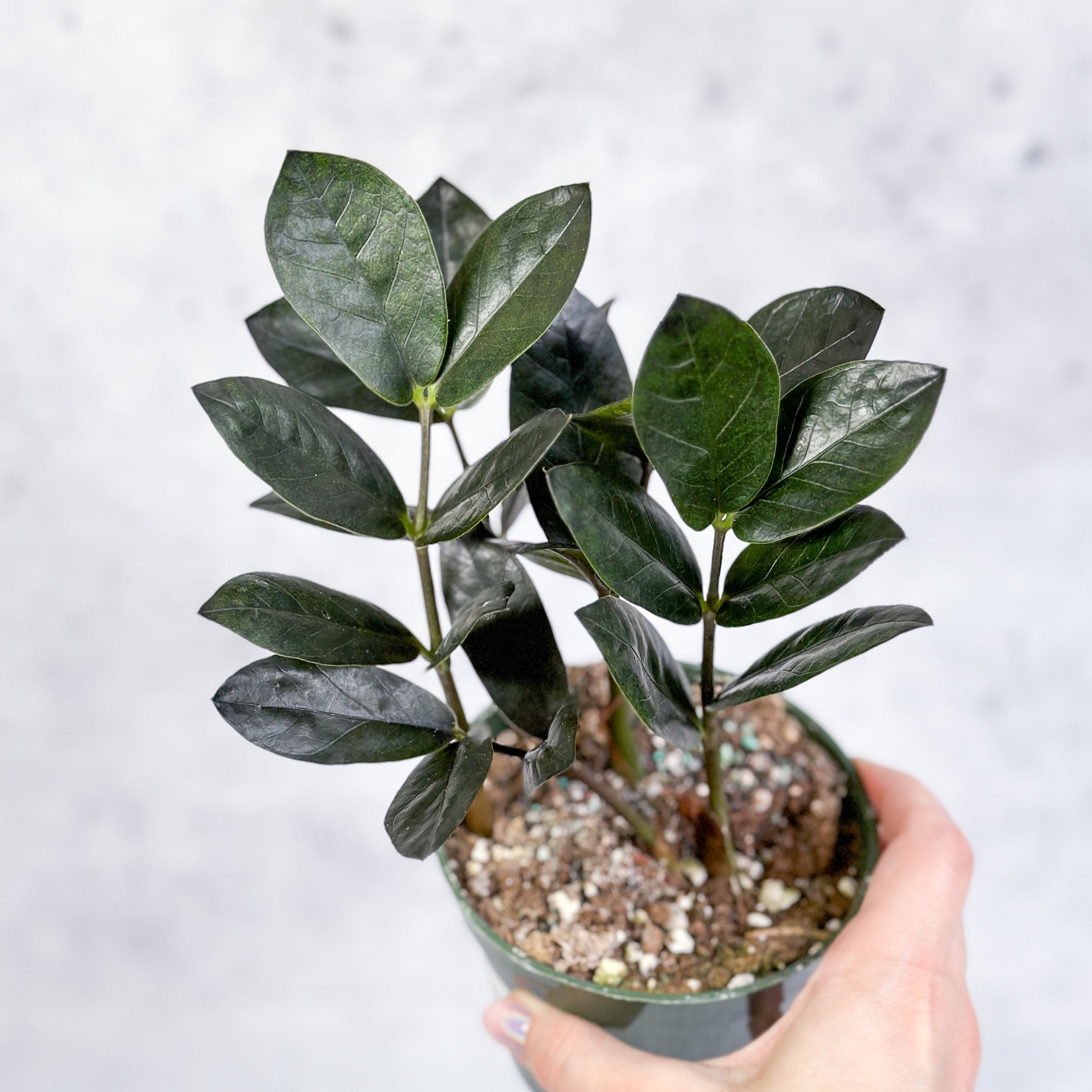 Zamioculcas zamiifolia 'Oscura' Black ZZ Plant Northern Ridge Nursery