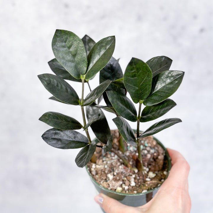 zz plant black stem Zamioculcas zamiifolia 'Oscura'
