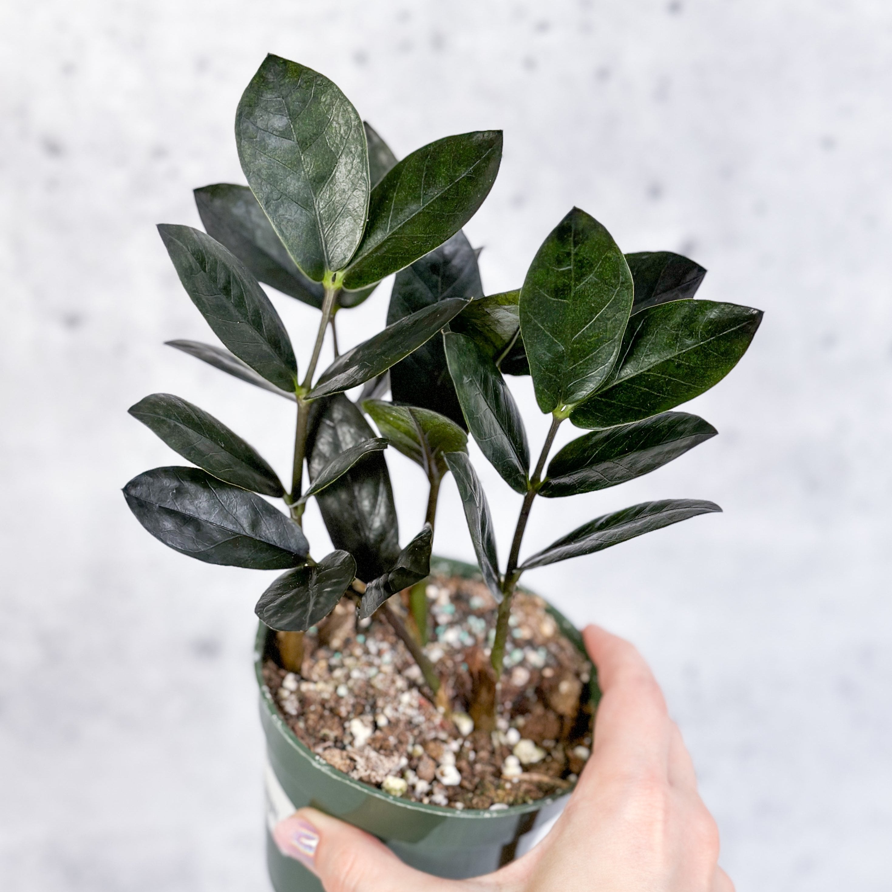 Zamioculcas zamiifolia 'Oscura' Black ZZ Plant Northern Ridge Nursery