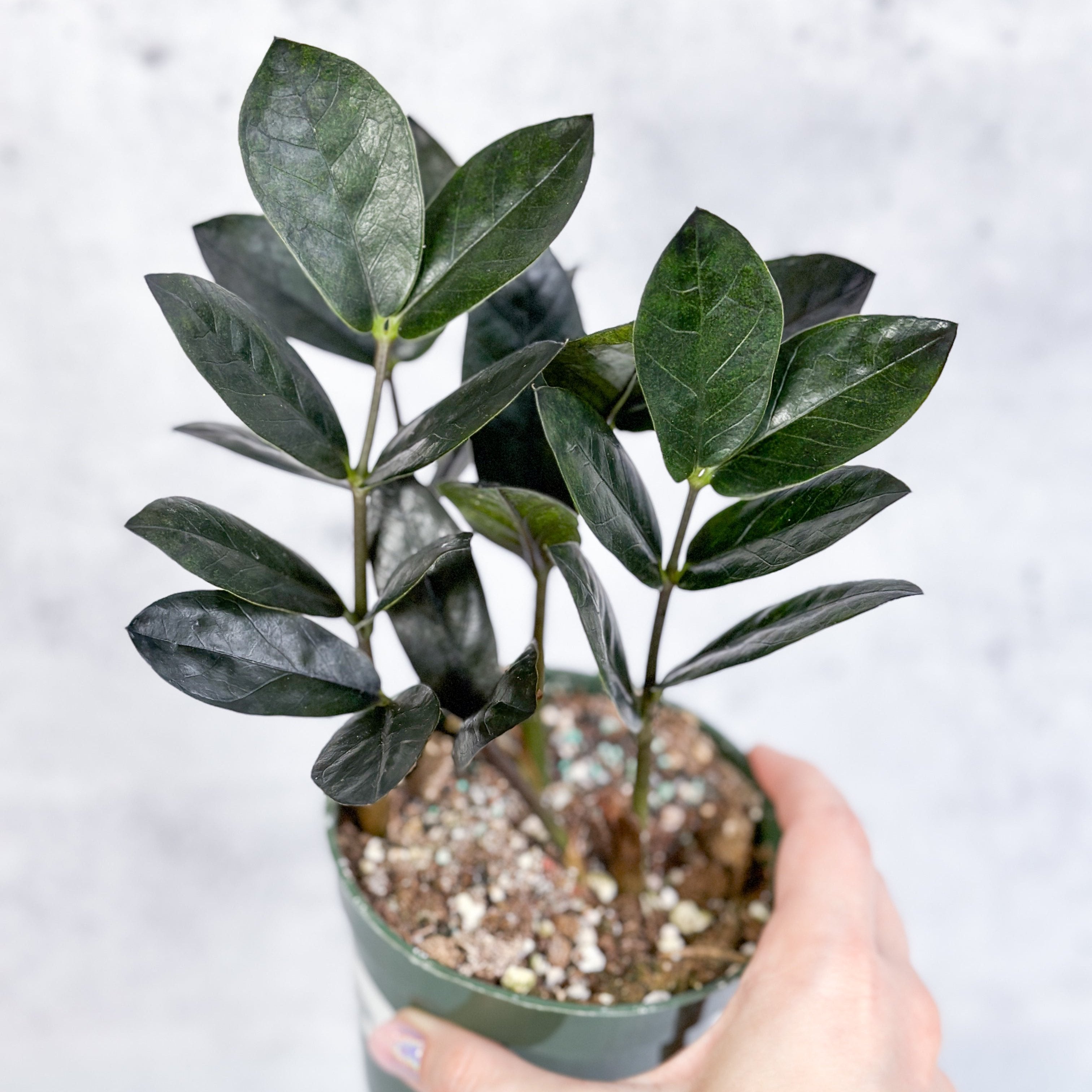 Zamioculcas zamiifolia 'Oscura' Black ZZ Plant Northern Ridge Nursery