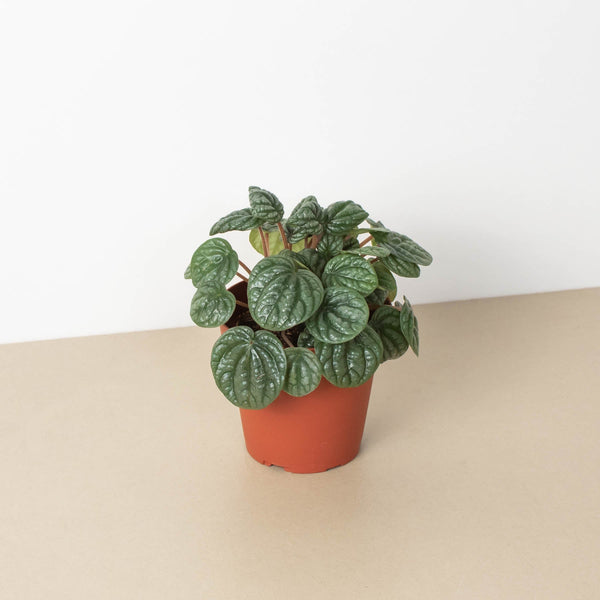 Peperomia 'Burbella'