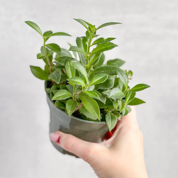 Aeschynanthus longicaulis 'Purple Star' - Purple Star Lipstick Plant - Various Sizes