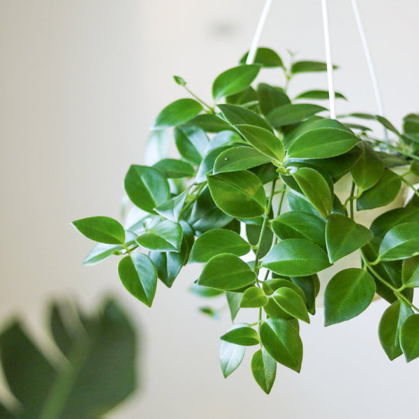 Aeschynanthus Radicans - Lipstick Plant