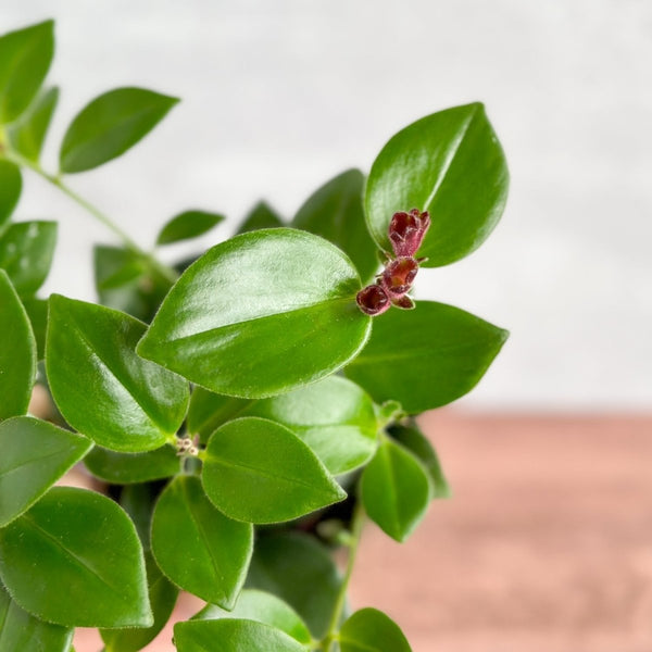 Aeschynanthus radicans 'Mona Lisa' - Mona Lisa Lipstick Plant Hanging Basket