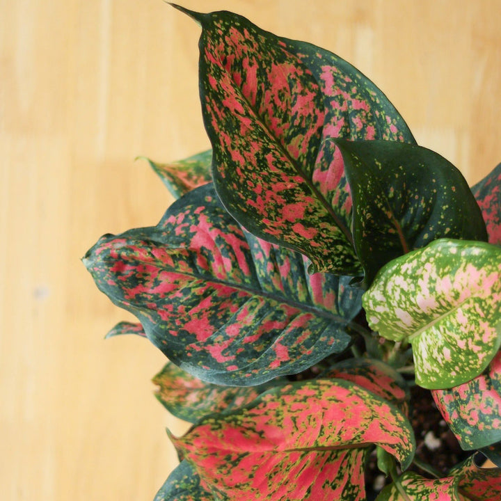 pink anyamanee aglaonema Aglaonema 'Anyamanee' - Red Heart Chinese Evergreen