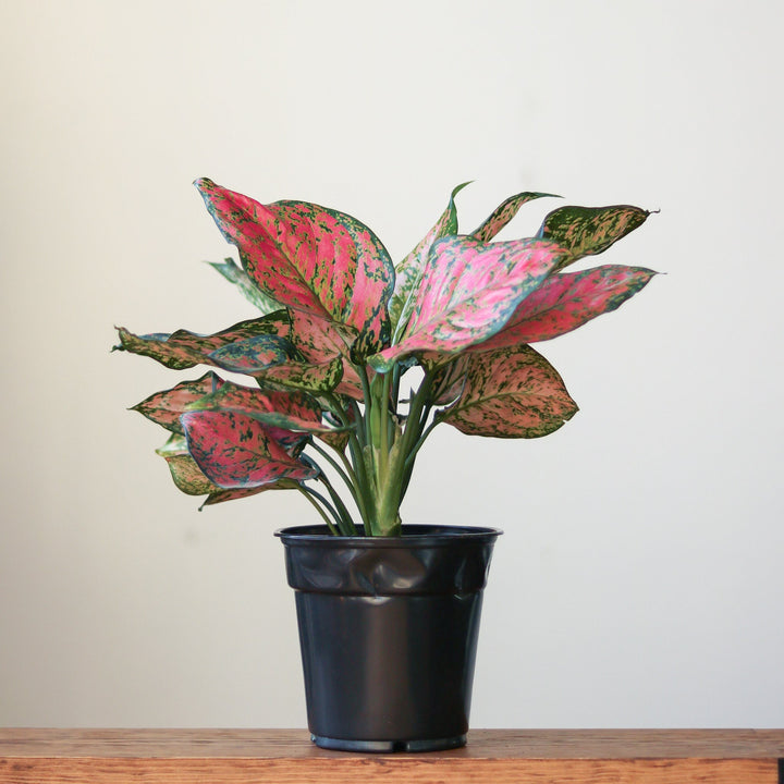 aglaonema dud anyamanee Aglaonema 'Anyamanee' - Red Heart Chinese Evergreen