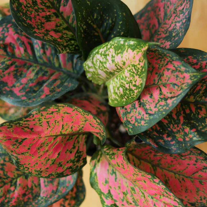 aglaonema cinta Aglaonema 'Anyamanee' - Red Heart Chinese Evergreen