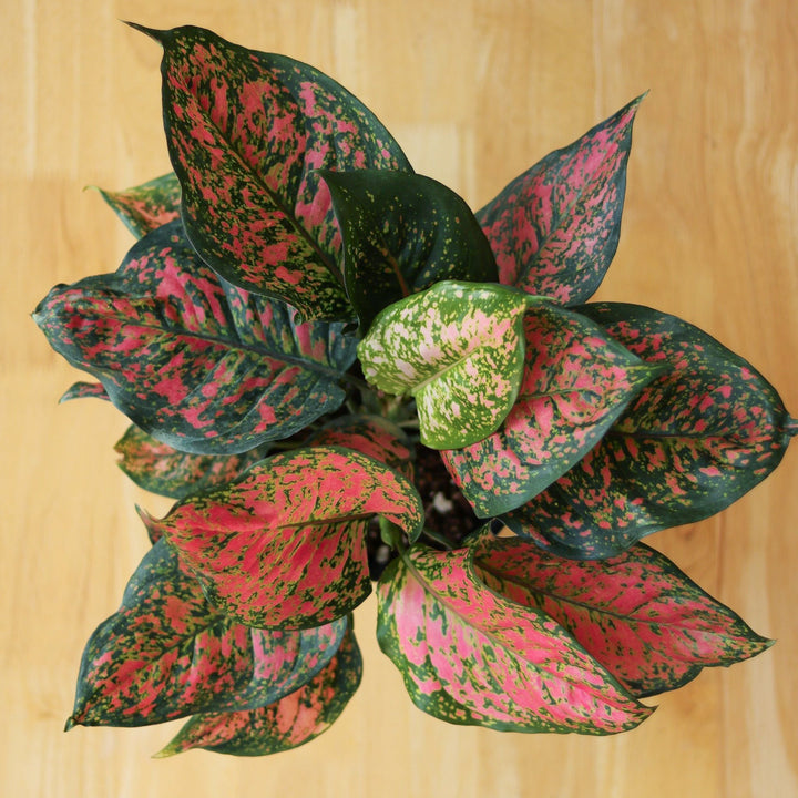 aglaonema cinta Aglaonema 'Anyamanee' - Red Heart Chinese Evergreen