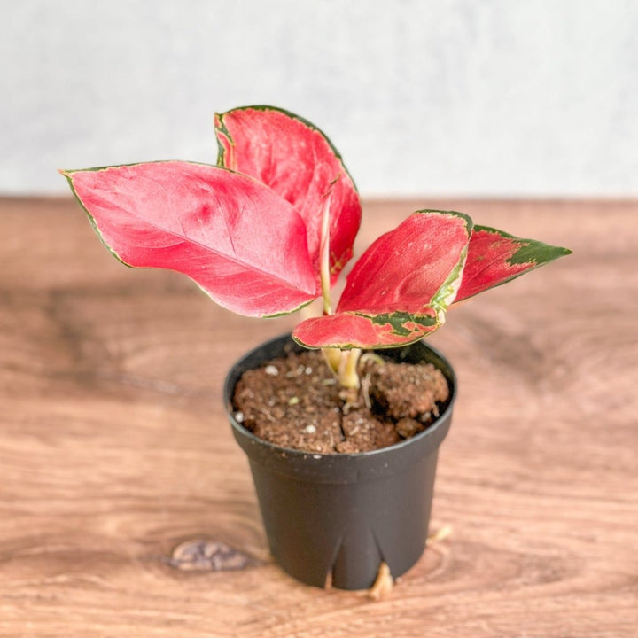 aglaonema suksom Aglaonema Suksom Jaipong Hybrid Chinese Evergreen – Northern Ridge Nursery