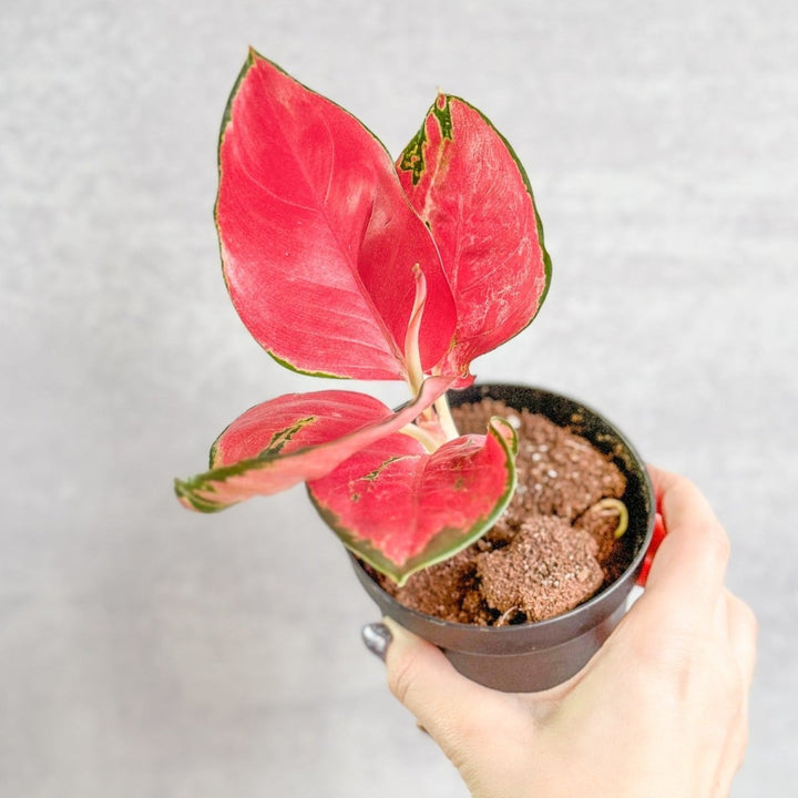 aglaonema thai hybrids Aglaonema Suksom Jaipong Hybrid Chinese Evergreen – Northern Ridge Nursery