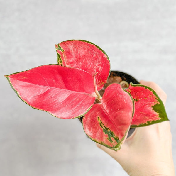Aglaonema Suksom Jaipong Hybrid Chinese Evergreen