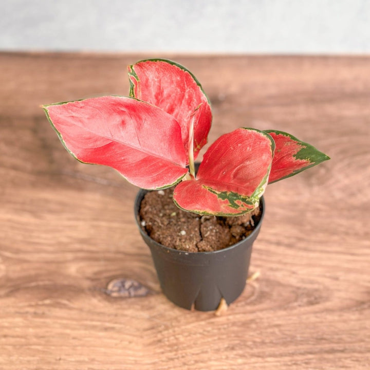 suksom jaipong aglaonema Aglaonema Suksom Jaipong Hybrid Chinese Evergreen – Northern Ridge Nursery