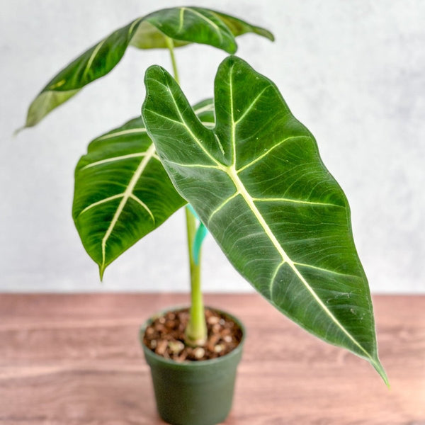 Alocasia 'Frydek' - Frydek Elephant Ear