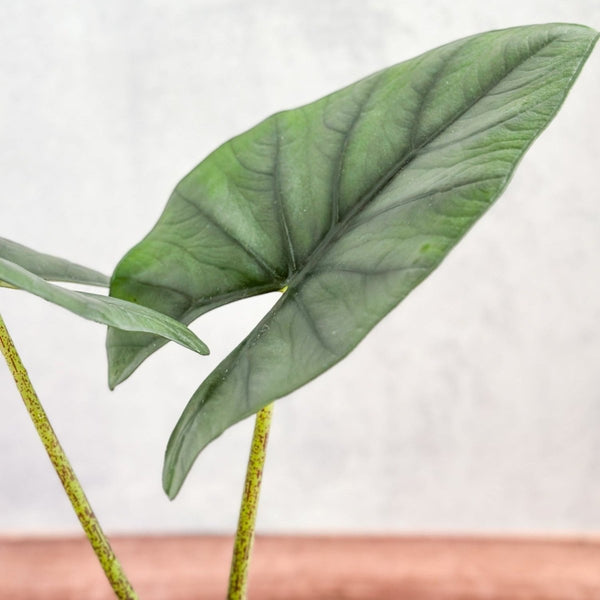 Alocasia imperialis - Imperialis Elephant Ear