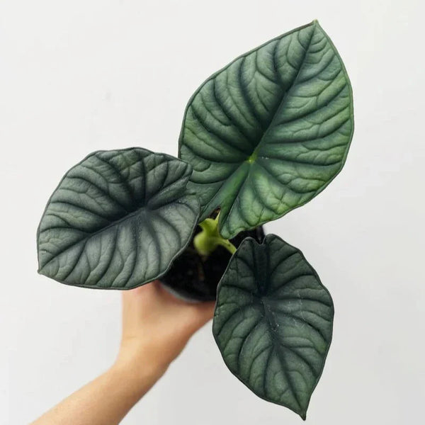 Alocasia Imperialis 'Nebula' - Nebula Alocasia - 4.5 Inch