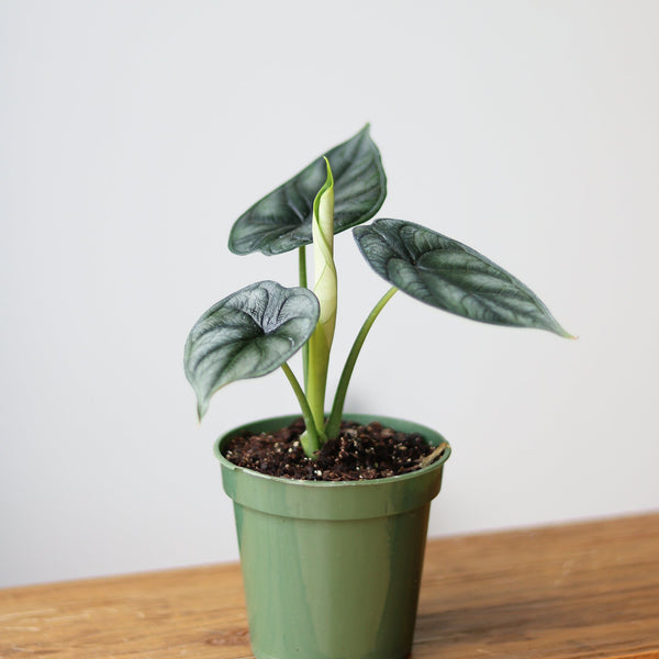 Alocasia 'Silver Dragon' - Silver Dragon Alocasia - 4.5 Inch