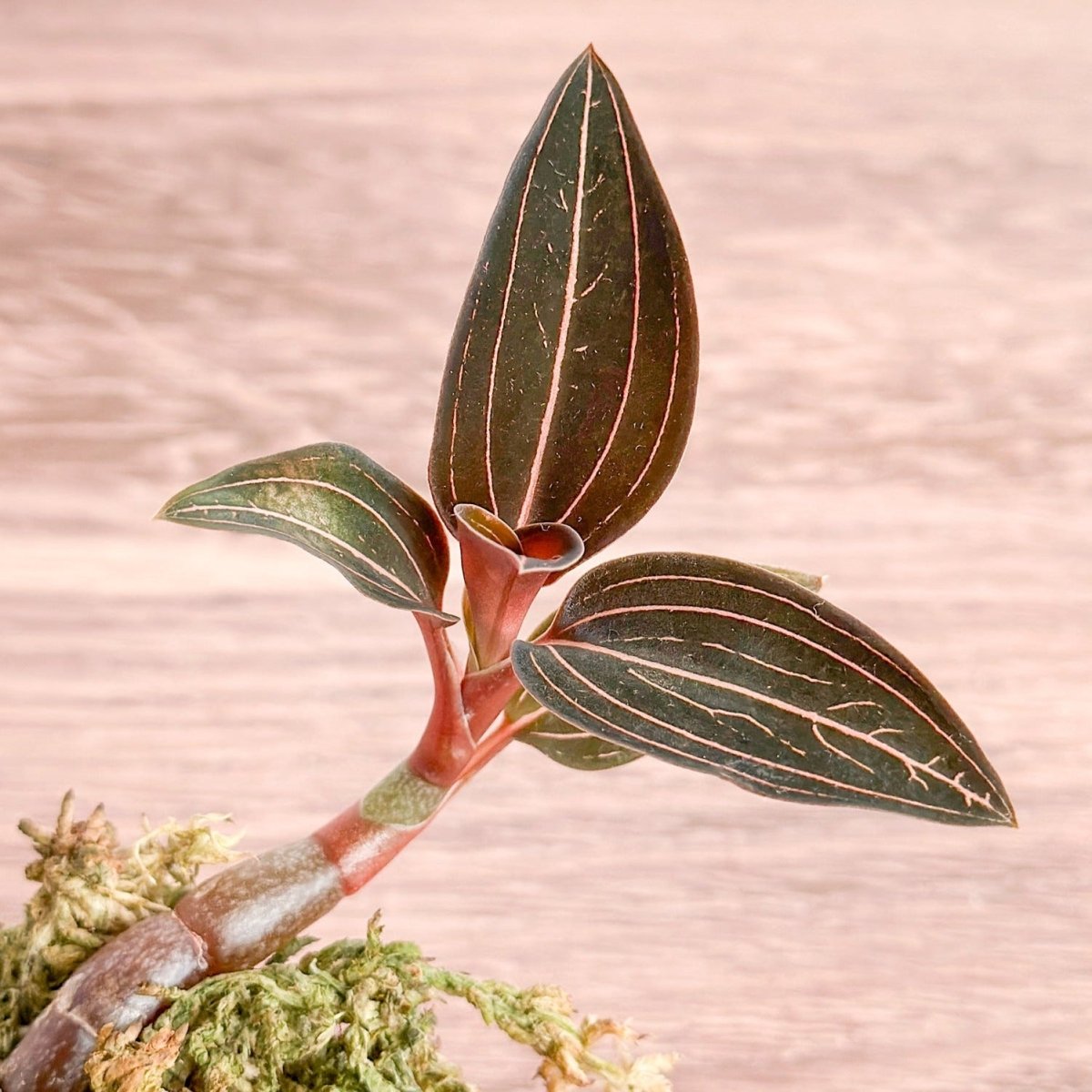 Anoectochilus Roxburghii - 'Jewel Orchid' - 2 Inch – Northern