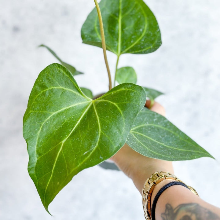 anthurium clarinervium x pedatoradiatum Anthurium clarinervium x pedatoradiatum