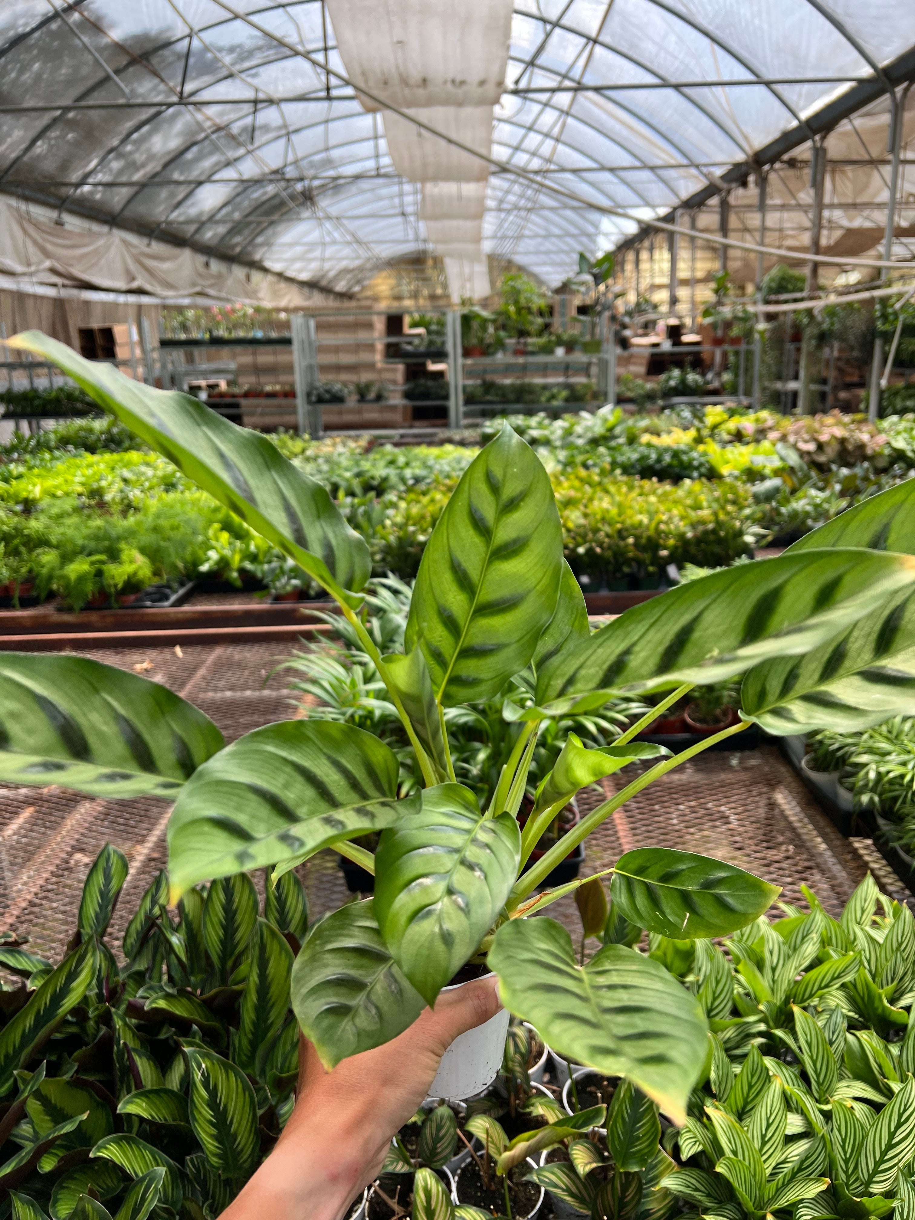 Calathea Leopardina – Northern Ridge Nursery