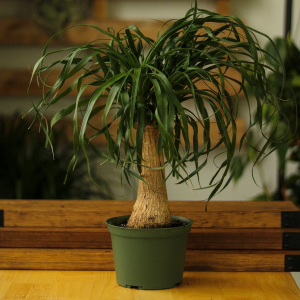 Beaucarnea recurvata 'Ponytail Palm' Floor Plant