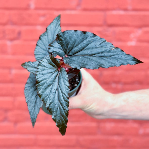 Begonia 'Black Magic' - Black Magic Begonia