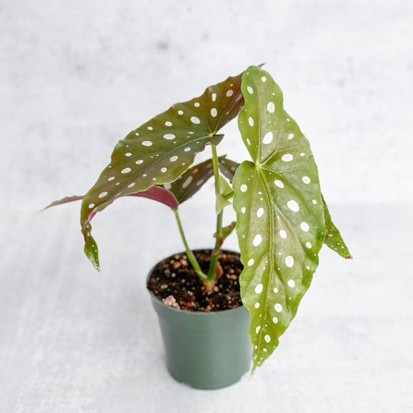 Begonia Maculata 'Wightii' - Polka Dot Begonia - 4.5 Inch