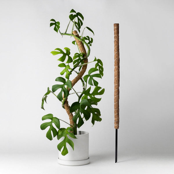 Bendable & Stackable Coco Coir Pole: Support for Climbing Plants